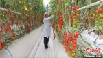 2020年4月，甘肃戈壁农业樱桃番茄种植大棚场景。(资料图) 高莹 摄 - 甘肃新闻