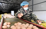 河南汝阳：发展特色种植养殖产业助力农民脱贫 - 中国甘肃网