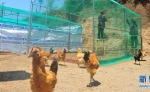 山林养鸡场：农民的“银行” - 中国甘肃网