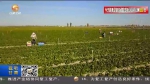 【短视频】橙槽村：最后一户贫困户的脱贫之路 - 甘肃省广播电影电视