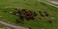 2019年7月，世界第一大马场甘肃山丹马场马匹成群，奔跑在祁连山下。(资料图) 杨艳敏 摄 - 甘肃新闻