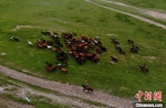 2019年7月，世界第一大马场甘肃山丹马场马匹成群，奔跑在祁连山下。(资料图) 杨艳敏 摄 - 甘肃新闻