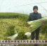 【短视频】天水：深入推进“4+2”农业产业振兴 创新机制模式加快农业产业发展 - 甘肃省广播电影电视
