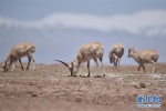 可可西里迎来藏羚羊迁徙产仔季 - 人民网