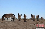 工作人员分别监测到5个繁殖群和4个全雄群共约60匹普氏野马，其中一个繁殖群新增1公1母2匹幼马，还有部分母马待产。敦煌西湖国家级自然保护区管理局供图 - 甘肃新闻