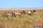 　图为悠闲觅食的普氏野马种群。敦煌西湖国家级自然保护区管理局供图 - 甘肃新闻