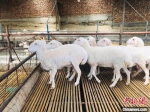 马进文的养殖场以竹竿编织成“地”，使动物与粪便分离。图为养殖场一角。　艾庆龙 摄 - 甘肃新闻