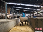 图为马进文的母亲，在养殖场内投喂饲料。　艾庆龙 摄 - 甘肃新闻