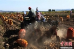 　图为武威市凉州区境内的农业机械化作业场景。　武威市委宣传部供图 摄 - 甘肃新闻