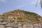图为金崖镇经过四年努力提高裸露山体植被绿化率。　刘玉桃 摄 - 甘肃新闻
