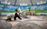 5月21日，大熊猫“青城”在鞍山市二一九动物园大熊猫馆适应新环境。 - 人民网