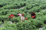 蓝莓产业助农增收 - 中国甘肃网
