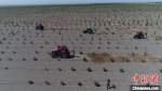 图为金塔县民众在戈壁荒滩机械化种植梭梭树场景。　金塔县委宣传部供图 摄 - 甘肃新闻
