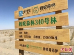 自2019年开始，中国绿化基金会运作的“蚂蚁森林”公益造林项目进入金塔县。　张婧 摄 - 甘肃新闻