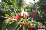图为74岁的石五奎打理樱桃园。　刘玉桃 摄 - 甘肃新闻