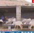 【短视频】会宁：“20+1”跑出肉羊产业加速度 - 甘肃省广播电影电视