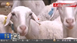 【短视频】会宁：“20+1”跑出肉羊产业加速度 - 甘肃省广播电影电视