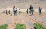 巴彦淖尔：高效农业促增收 - 中国甘肃网