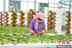 图为肃州区东洞戈壁农业产业园内工人打理蔬菜。(资料图) 肃州区委宣传部供图 摄 - 甘肃新闻