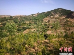 6月初，甘肃平凉市崆峒区境内的黄土塬上“绿树成荫”。　冯志军 摄 - 甘肃新闻