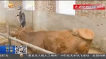 【短视频】甘肃：精准发展产业 筑牢脱贫根基 - 甘肃省广播电影电视