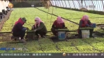 【短视频】甘肃省今年将全面推动农民合作社规范提升工作 - 甘肃省广播电影电视