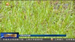 【短视频】甘肃省迎来新一轮降雨天气 - 甘肃省广播电影电视
