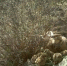 6月上旬，甘肃盐池湾国家级自然保护区管理局工作人员，在甘肃酒泉市肃北县石包城乡境内高山深处，用红外摄像机清晰拍摄到暗腹雪鸡产卵和刚孵化出壳小雪鸡的珍贵画面。　哈登其木格 摄 - 甘肃新闻