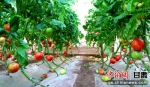 图为苏武现代农业产业园内种植的西红柿。 - 甘肃新闻