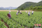 甘肃成县下南山村农民在万寿菊地里劳作。　闫姣 摄 - 甘肃新闻