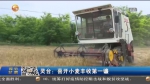 【短视频】灵台：喜开小麦丰收第一镰 - 甘肃省广播电影电视