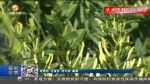【短视频】通渭：金银花成为群众增收的“致富花” - 甘肃省广播电影电视