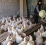 图为农户发展小家禽产业。　李永金 摄 - 甘肃新闻