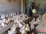 图为农户发展小家禽产业。　李永金 摄 - 甘肃新闻