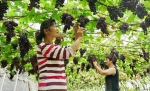 河北滦州：果蔬种植鼓起农民“钱袋子” - 中国甘肃网