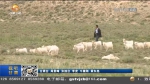 【短视频】张掖：有害生物防治促进草原生态和经济效益双赢 - 甘肃省广播电影电视
