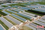 2020年6月，甘肃凉州，年产3万吨西瓜供应(北上广深)基地航拍图。　高展 摄 - 甘肃新闻