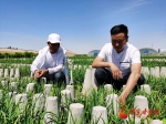 甘肃民勤：以科技创新引领智慧农业 - 中国甘肃网