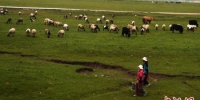 6月下旬，一望无际的草原上散落着悠闲觅食的牛羊，有藏族妇女结伴收集鲜奶。　杨艳敏 摄 - 甘肃新闻