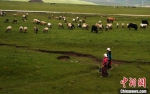 6月下旬，一望无际的草原上散落着悠闲觅食的牛羊，有藏族妇女结伴收集鲜奶。　杨艳敏 摄 - 甘肃新闻