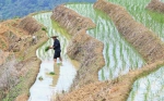 福建政和：保护农业生态资源 展现梯田独特景观 - 中国甘肃网