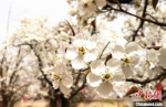图为皋兰“世界第一古梨园”内的梨花。(资料图) 史静静 摄 - 甘肃新闻