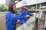 6月中下旬，武威普康养殖有限公司技术部经理王文娟正手持一体化终端扫描仪获取养只信息。　高展 摄 - 甘肃新闻