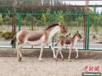 7月初，甘肃酒泉市阿克塞哈萨克族自治县野生动物救助站，救助国家一级保护动物藏野驴，并帮其产下幼崽。　何永旺 摄 - 甘肃新闻