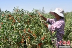 图为7月初，瓜州县双塔镇种植户正在采摘枸杞。　朱丹丹 摄 - 甘肃新闻