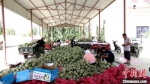 7月上旬，瓜州镇合作社正在指导种植户进行蜜瓜收购。　王昭琪 摄 - 甘肃新闻