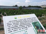 7月中旬，中新网记者走访甘肃省定西市临洮县新添镇孙家村的智慧农场。图为现代农业技术集成示范基地。　张婧 摄 - 甘肃新闻