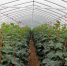 7月中旬，静宁县蔬菜大棚里种植的黄瓜。　卢芳艳 摄 - 甘肃新闻