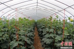 7月中旬，静宁县蔬菜大棚里种植的黄瓜。　卢芳艳 摄 - 甘肃新闻