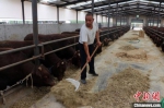 图为当地农民喂养红牛。　卢芳艳 摄 - 甘肃新闻
